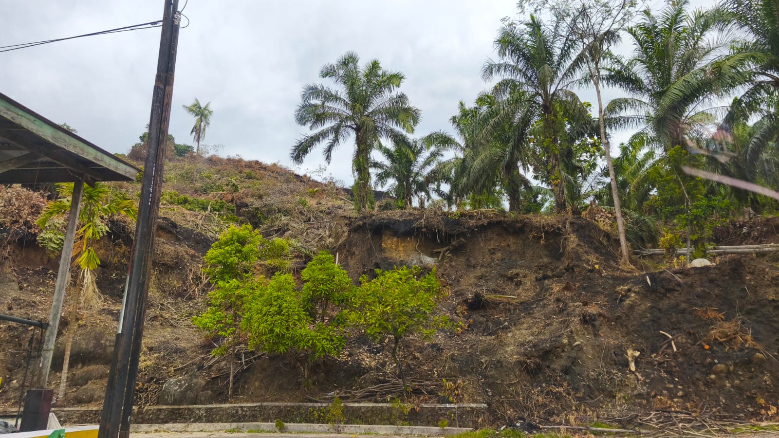 karhutla-limapuluh-kota-sudah-padam,-tapi-penyidikan-aktor-pembakar-sedang-berlangsung