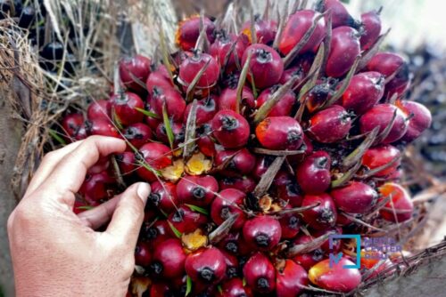 harga-tbs-sawit-riau-naik,-tertinggi-capai-rp-3.608,79-per-kg