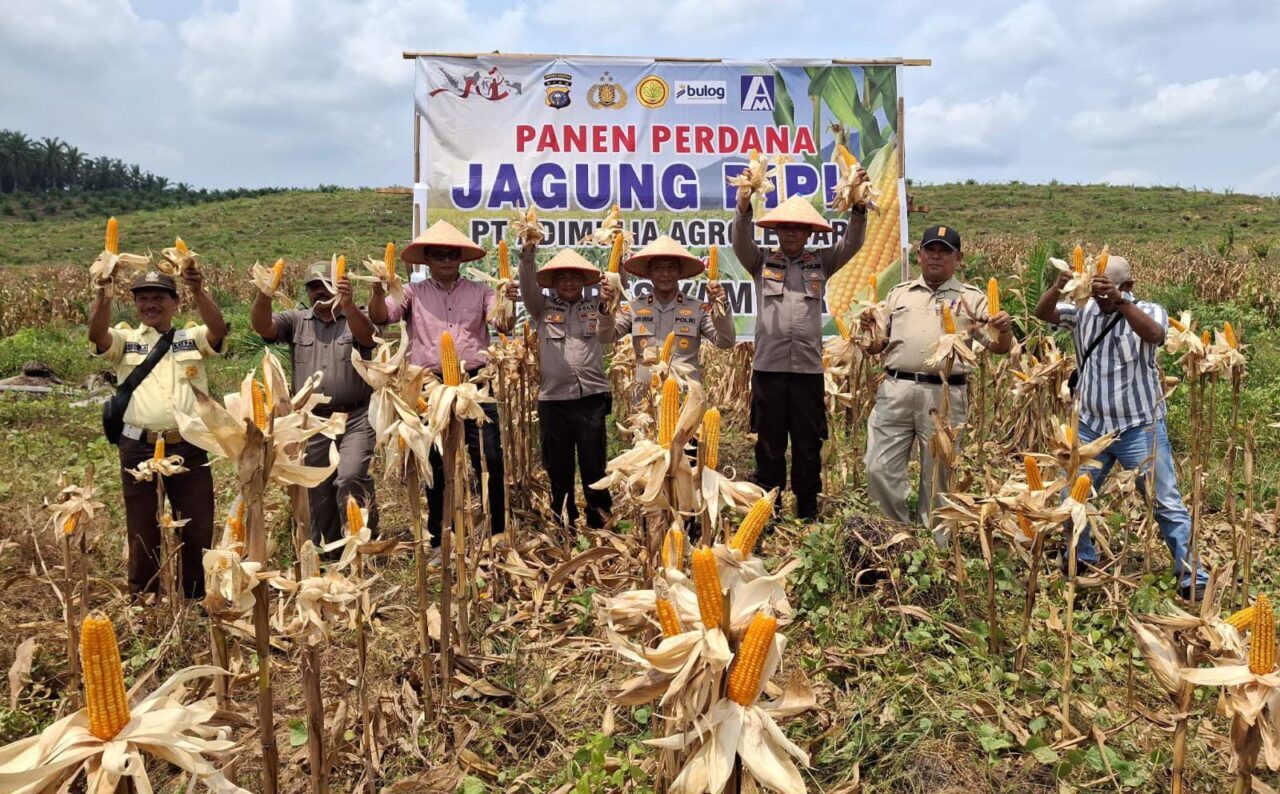 panen-perdana-jagung-di-desa-gunung-mulya,-sinergi-polsek-kampar-kiri-&-pt.-adi-mulya-agro-lestari