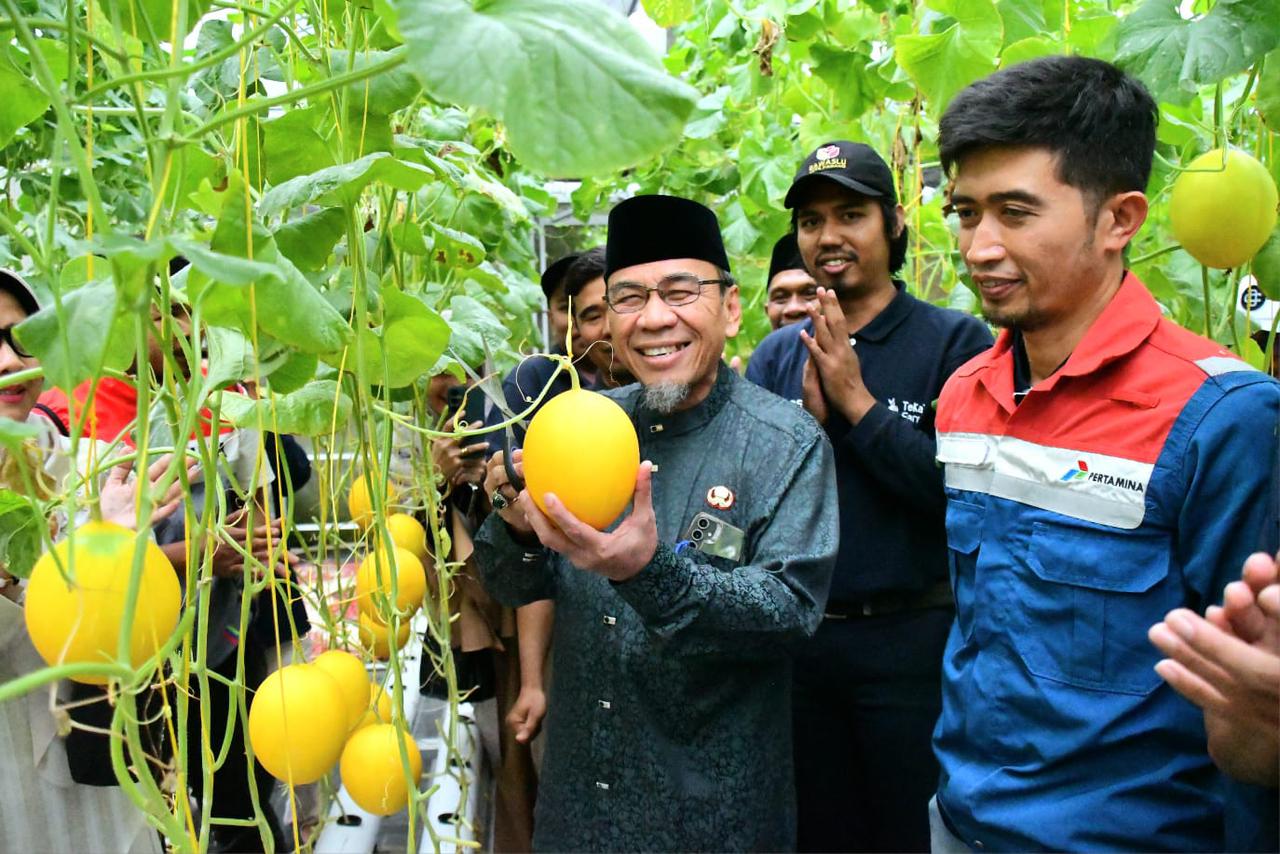 panen-perdana-1.000-melon-golden-premium,-wawako-padang-apresiasi-inovasi-petani-muda-bungus-teluk-kabung