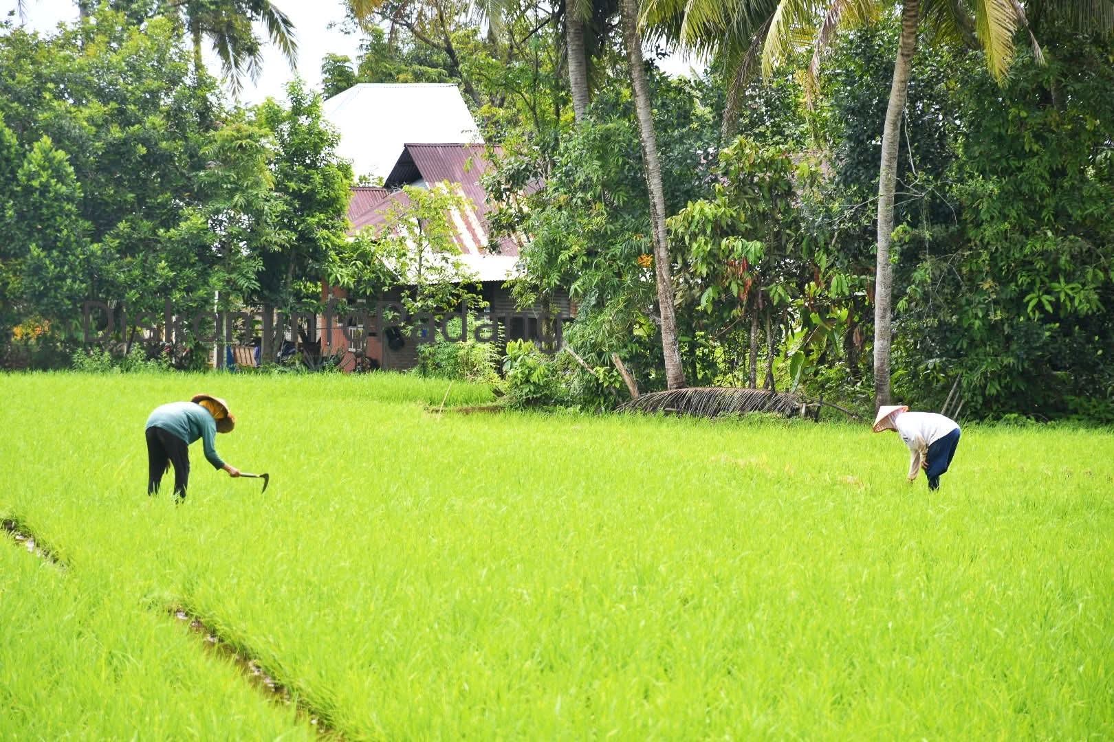 pemerintah-bakal-bangun-jaringan-irigasi-air-tanah-di-bungus-dan-luki