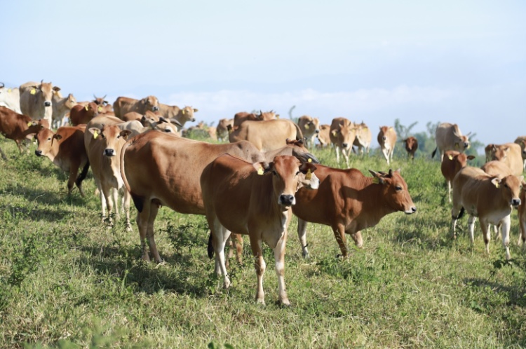 sapi-pesisir-dari-padang-mengatas:-plasma-nutfah-lokal-yang-kian-diminati-peternak-nasional