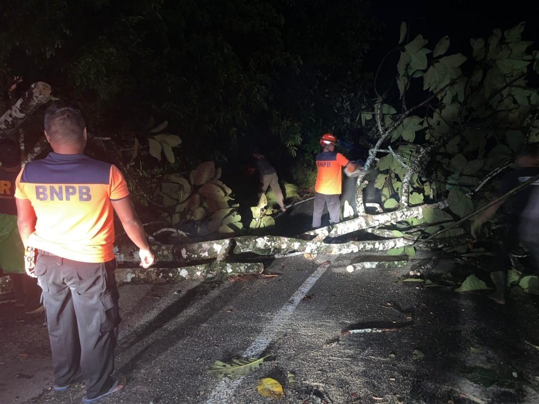 bpbd-padang-bersihkan-pohon-tumbang-di-bungus-teluk-kabung